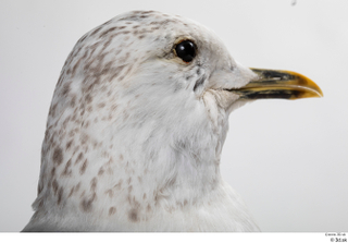 Common gull Larus Canus head 0009.jpg